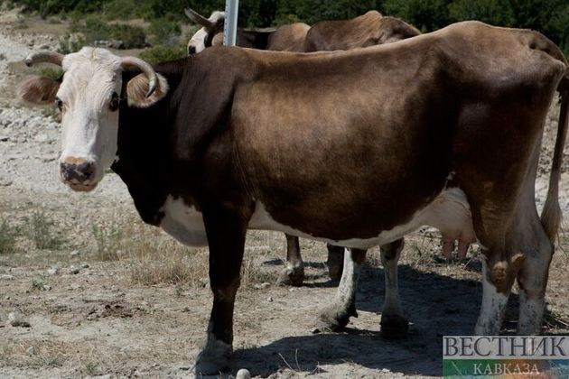 Похитителей "Газели" с коровами поймали в Тарумовском районе