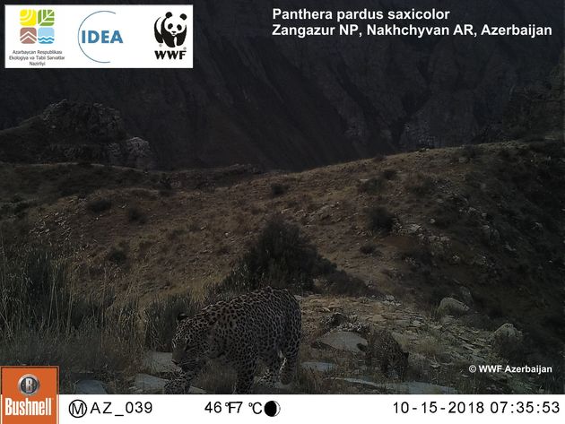 Мать и детеныш леопарда "попались" в фотоловушки в Зангезурском нацпарке (ВИДЕО)