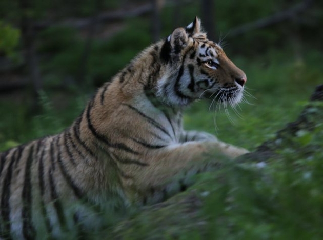 Сестра тигра Амура переезжает в Алматы