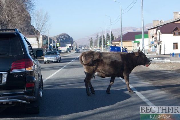 Безнадзорных коров задержали на территории аэропорта Махачкалы 
