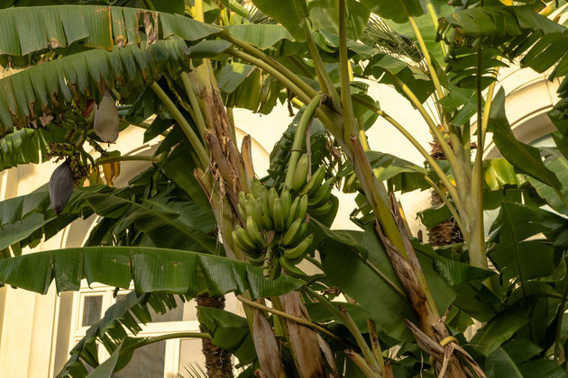 Урожай бананов собрали в Кисловодске