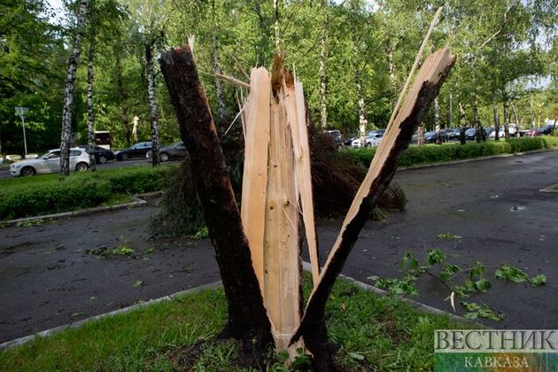 В Тбилиси ветер сорвал крышу с завода и повалил дерево 