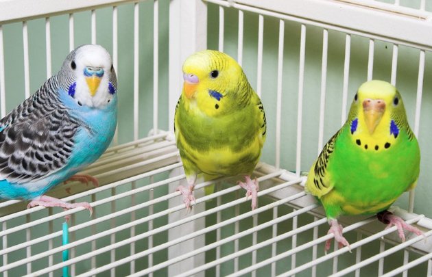 Донские пограничники задержали 150 контрабандных попугаев из Украины