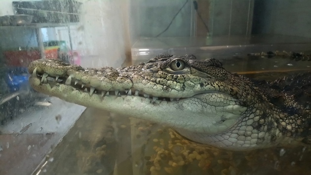 В Санкт-Петербурге умер крокодил Гена