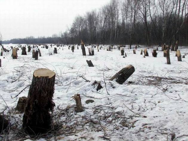 В Адыгее обнаружили незаконную вырубку ценных пород деревьев