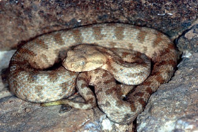 Ядовитую змею обезвредили спасатели в Ереване