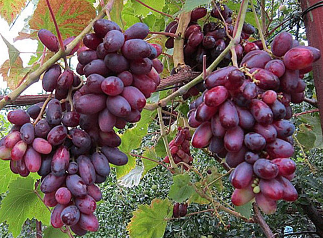 Ингушетия будет выращивать виноград на экспорт