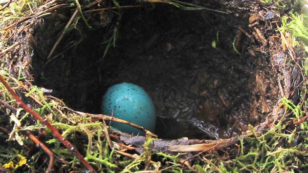 Птицы оставляют на произвол судьбы гнезда с яйцами в Армении