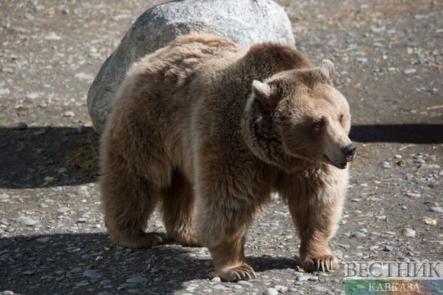 Запертого в клетке на базе отдыха медведя выпустили на волю в Пятигорске