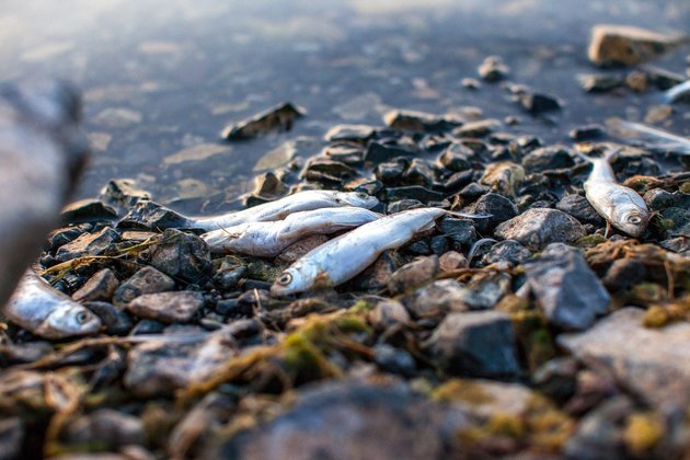 Рыба задохнулась в водоеме на Ставрополье
