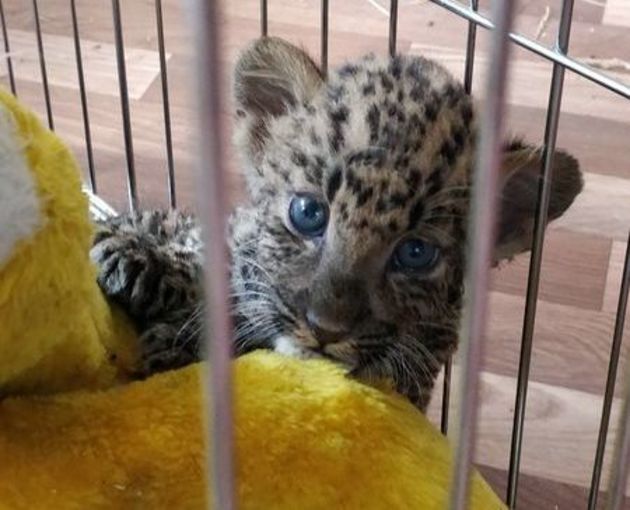 Контрабандист попробовал вывезти леопардов и тигра из Краснодара