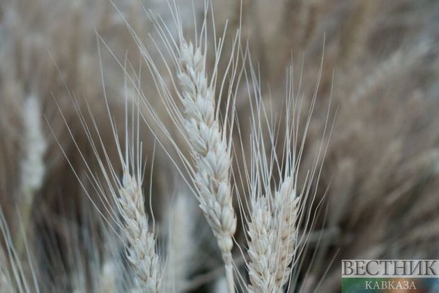 На Кубани собрали рекордный урожай зерновых