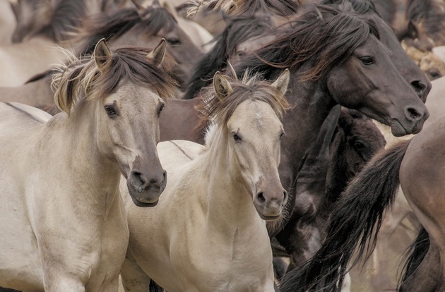 У жителя Карачаево-Черкесии украли табун лошадей