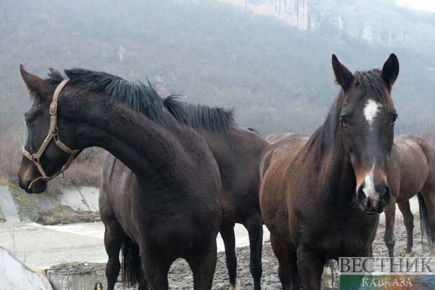 В Кабардино-Балкарии задержали похитителя табуна лошадей 
