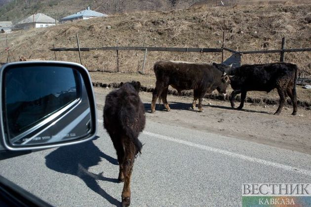 Корова спровоцировала ДТП с пострадавшими в Ингушетии