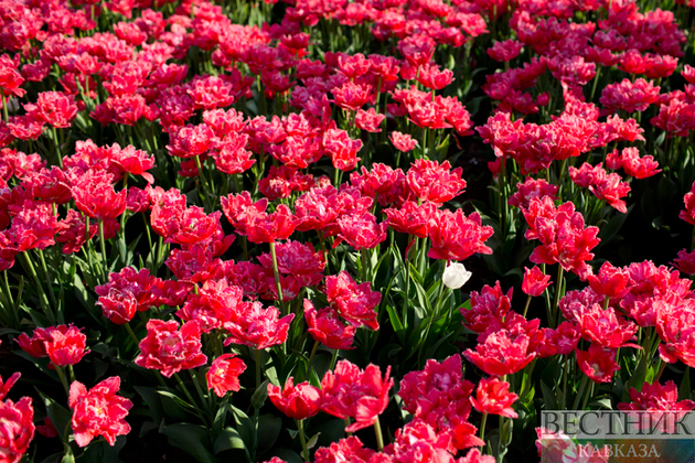 Симферополь украсят тысячи тюльпанов