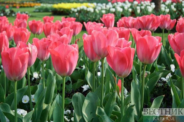 Сто тысяч тюльпанов "примут участие" в параде в Никитском ботаническом саду в Крыму