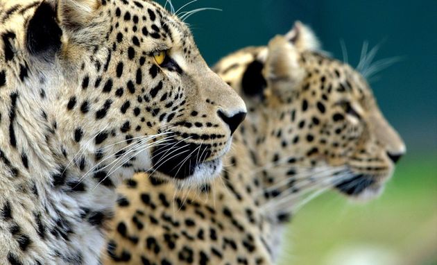 В природу Северной Осетии выпустят еще двух переднеазиатских леопардов