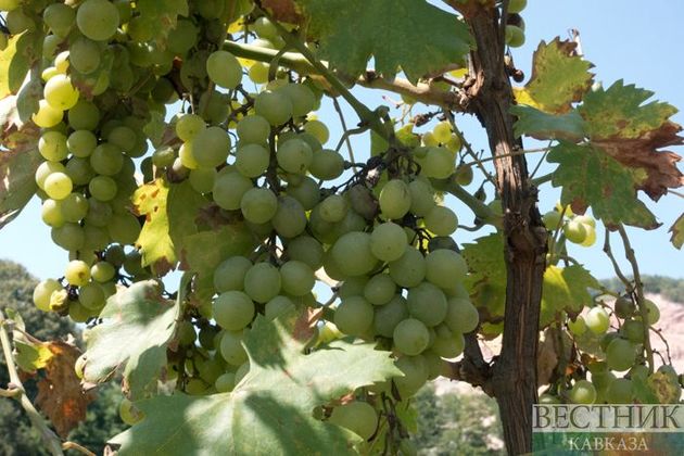 "Виноградную" акцию протеста разгоняют в Араратской области