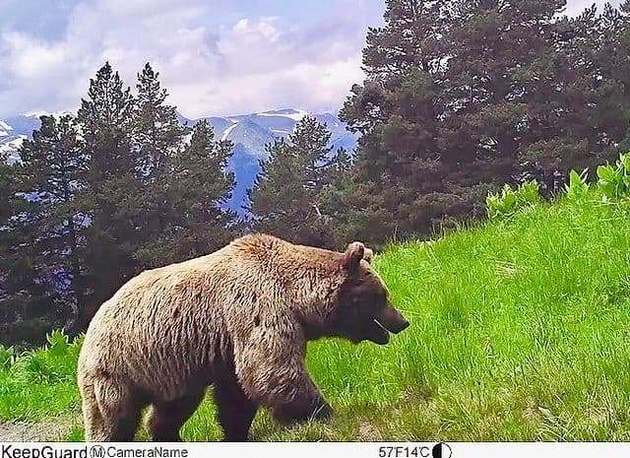 Медведи зачастили в гости к туристам в Кавказском заповеднике