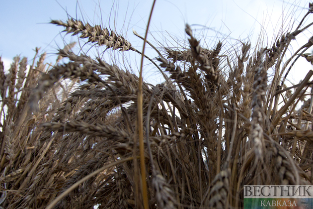 СМИ: цены на зерновые могут спровоцировать новый виток инфляции