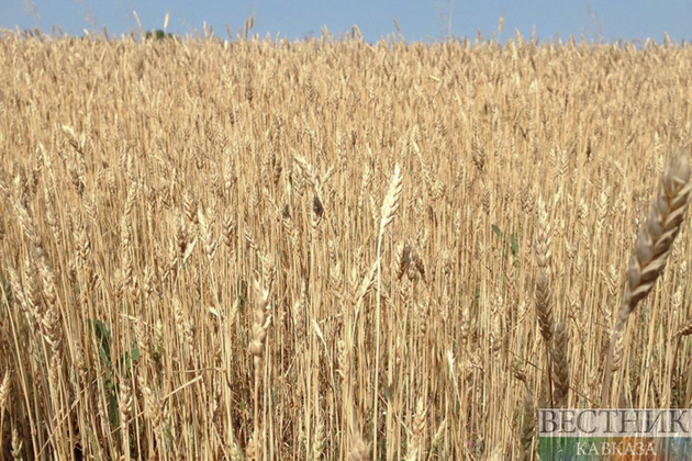 Россия снова повышает пошлины на экспорт пшеницы
