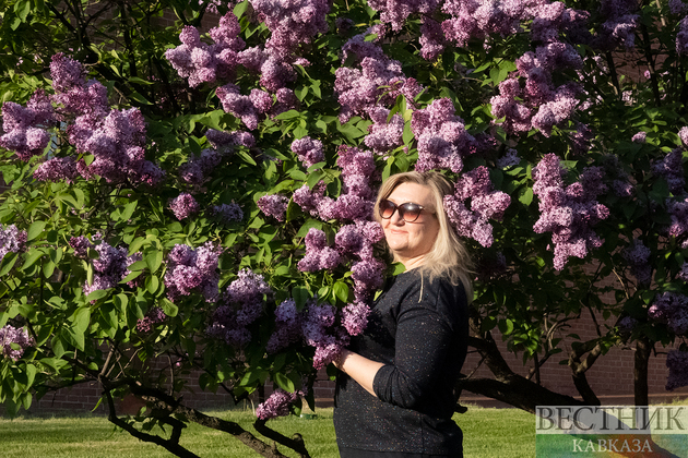Женщина фотографируется на фоне сирени в Александровском саду