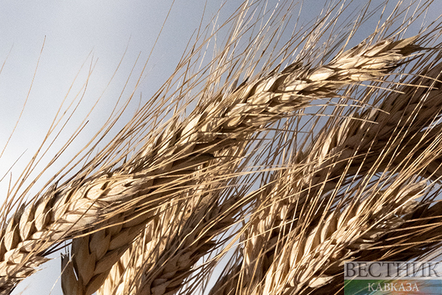 В Грузии запретили импортировать пшеницу до ноября
