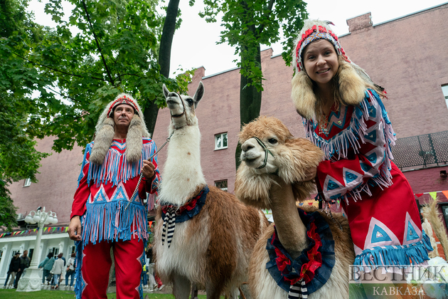 Лама и альпака на фестивале культуры стран Латинской Америки и Карибского бассейна в саду Эрмитаж