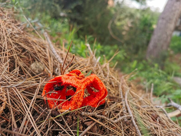 В Сочи распространяется смертельно ядовитый гриб