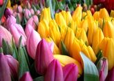 Посетители парада цветов в Крыму увидят 100 тыс тюльпанов