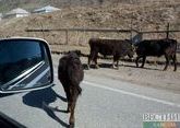 Корова спровоцировала ДТП с пострадавшими в Ингушетии