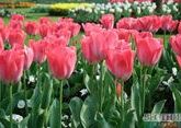 Сто тысяч тюльпанов &quot;примут участие&quot; в параде в Никитском ботаническом саду в Крыму