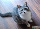 Желание завести кота обернулось шампуром в предплечье для жителя Ставрополя