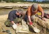 Кубанские археологи нашли останки древнего слона - СМИ