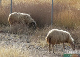 На западе Казахстана бездомные собаки загрызли свыше полсотни овец