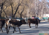Банду серийных похитителей скота поймали в Карачаево-Черкесии 