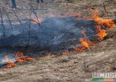 На западе Грузии ликвидировали лесной пожар