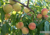 Плодовых садов станет в два раза больше в Карачаево-Черкесии