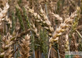 Зерновая сделка продлена - подтвердили в России