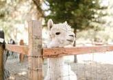 На курорте Домбай в КЧР будут жить экзотические альпаки 