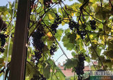 Град уничтожил виноградники в Кахетии