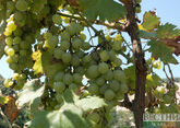 Виноград для Кизлярского завода будут выращивать его новые &quot;дочки&quot;