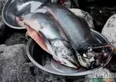 Россия запретила Великобритании ловить рыбу в Баренцевом море