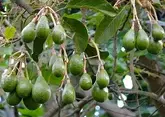 В Сочи начнут выращивать авокадо в промышленных масштабах 