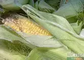 Ставрополье к 2027 году заместит до 100% импортных семян кукурузы