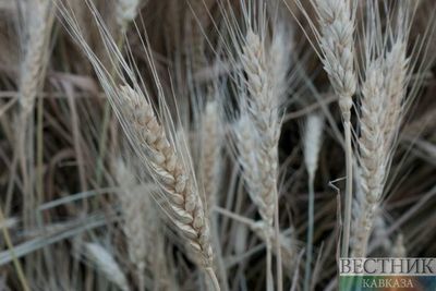 Ставропольские аграрии собрали первый миллион тонн зерна нового урожая