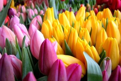 Посетители парада цветов в Крыму увидят 100 тыс тюльпанов