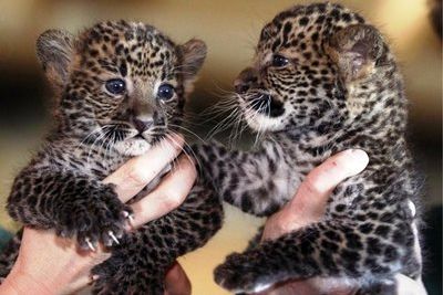 К 2020 году природу Кавказа пополнят пять молодых леопардов 