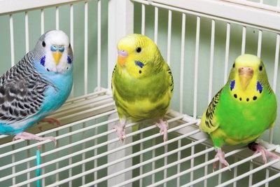 Донские пограничники задержали 150 контрабандных попугаев из Украины